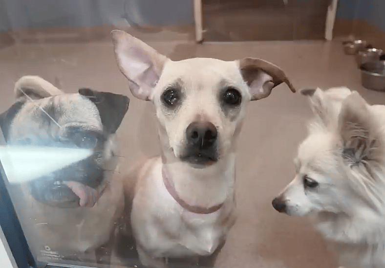 sitting with dogs 92 - pickles